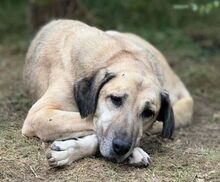 GONA, Hund, Mischlingshund in Bulgarien - Bild 4