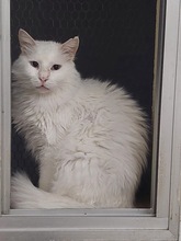 VITO, Katze, Europäisch Kurzhaar in Zypern - Bild 1
