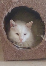 VITO, Katze, Europäisch Kurzhaar in Zypern - Bild 2