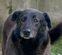 TASH, Hund, Mischlingshund in Bulgarien