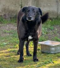 FRED, Hund, Mischlingshund in Gefrees - Bild 2