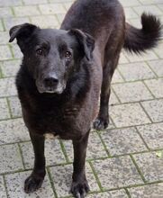 FRED, Hund, Mischlingshund in Gefrees - Bild 3
