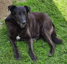 FRED, Hund, Mischlingshund in Gefrees - Bild 4