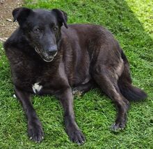 FRED, Hund, Mischlingshund in Gefrees - Bild 6