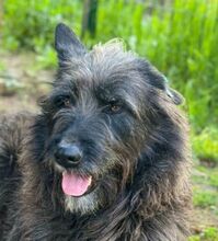 PÜPPI, Hund, Mischlingshund in Bulgarien