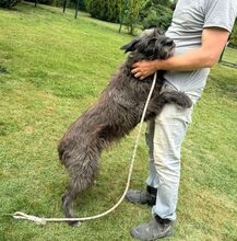 PÜPPI, Hund, Mischlingshund in Bulgarien - Bild 3