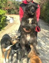 PÜPPI, Hund, Mischlingshund in Bulgarien - Bild 5