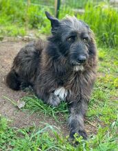 PÜPPI, Hund, Mischlingshund in Bulgarien - Bild 6