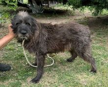 PÜPPI, Hund, Mischlingshund in Bulgarien - Bild 7