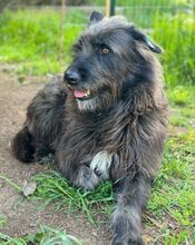 PÜPPI, Hund, Mischlingshund in Bulgarien - Bild 9