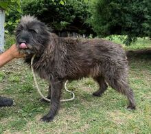PÜPPI, Hund, Mischlingshund in Gefrees - Bild 10