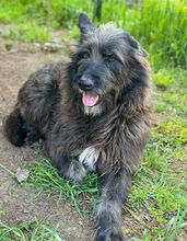 PÜPPI, Hund, Mischlingshund in Gefrees - Bild 12