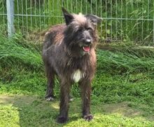PÜPPI, Hund, Mischlingshund in Gefrees - Bild 2