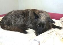 PÜPPI, Hund, Mischlingshund in Gefrees - Bild 3