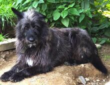 PÜPPI, Hund, Mischlingshund in Gefrees - Bild 4