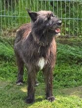 PÜPPI, Hund, Mischlingshund in Gefrees - Bild 5