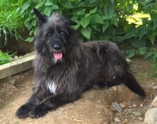 PÜPPI, Hund, Mischlingshund in Gefrees - Bild 6