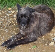 PÜPPI, Hund, Mischlingshund in Gefrees - Bild 7