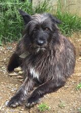 PÜPPI, Hund, Mischlingshund in Gefrees - Bild 8