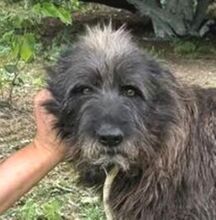 PÜPPI, Hund, Mischlingshund in Gefrees - Bild 9