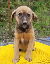 FINA, Hund, Mischlingshund in Kroatien