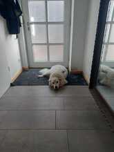 ARCHILLE, Hund, Mischlingshund in Kirchweidach - Bild 2