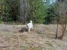ARCHILLE, Hund, Mischlingshund in Kirchweidach - Bild 3