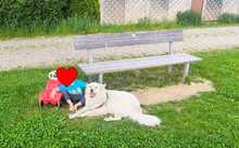 ARCHILLE, Hund, Mischlingshund in Kirchweidach - Bild 4