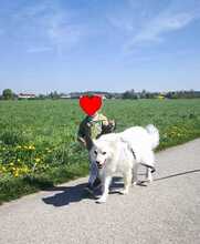 ARCHILLE, Hund, Mischlingshund in Kirchweidach - Bild 5