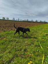 VIOLA, Hund, Mischlingshund in München - Bild 5
