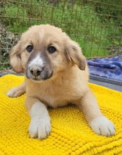 RAYA, Hund, Mischlingshund in Kroatien