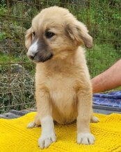 RAYA, Hund, Mischlingshund in Kroatien - Bild 10