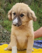 RAYA, Hund, Mischlingshund in Kroatien - Bild 11