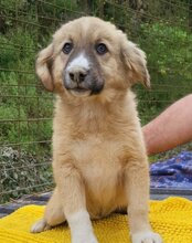 RAYA, Hund, Mischlingshund in Kroatien - Bild 2