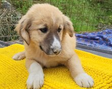 RAYA, Hund, Mischlingshund in Kroatien - Bild 3