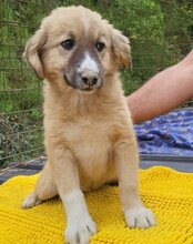 RAYA, Hund, Mischlingshund in Kroatien - Bild 4
