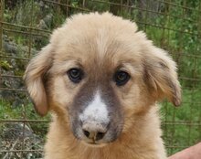 RAYA, Hund, Mischlingshund in Kroatien - Bild 5