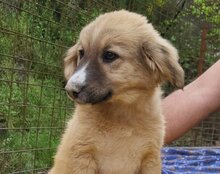 RAYA, Hund, Mischlingshund in Kroatien - Bild 6
