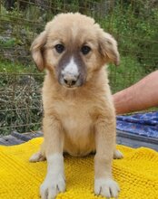 RAYA, Hund, Mischlingshund in Kroatien - Bild 8