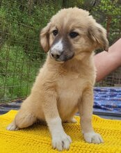 RAYA, Hund, Mischlingshund in Kroatien - Bild 9