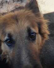 MELO, Hund, Mischlingshund in Italien - Bild 1