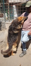 MELO, Hund, Mischlingshund in Italien - Bild 2