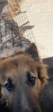 MELO, Hund, Mischlingshund in Italien - Bild 4