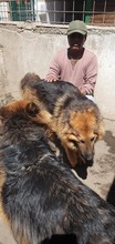 MELO, Hund, Mischlingshund in Italien - Bild 5