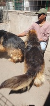 MELO, Hund, Mischlingshund in Italien - Bild 6