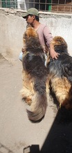 MELO, Hund, Mischlingshund in Italien - Bild 7