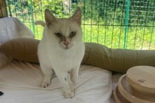 FLOCKE, Katze, Europäisch Kurzhaar in Italien - Bild 1