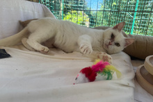 FLOCKE, Katze, Europäisch Kurzhaar in Italien - Bild 2
