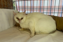 FLOCKE, Katze, Europäisch Kurzhaar in Italien - Bild 3