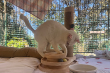 FLOCKE, Katze, Europäisch Kurzhaar in Italien - Bild 4